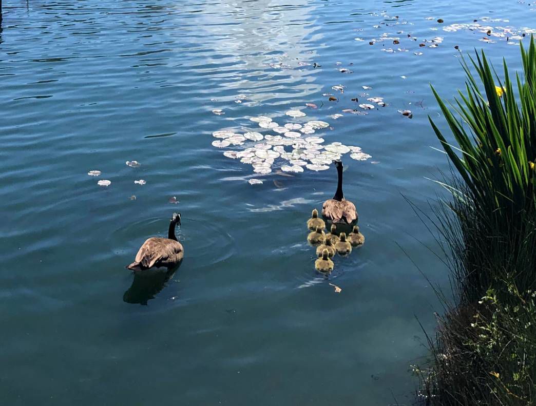 Echo Park Lake Goslings on the water